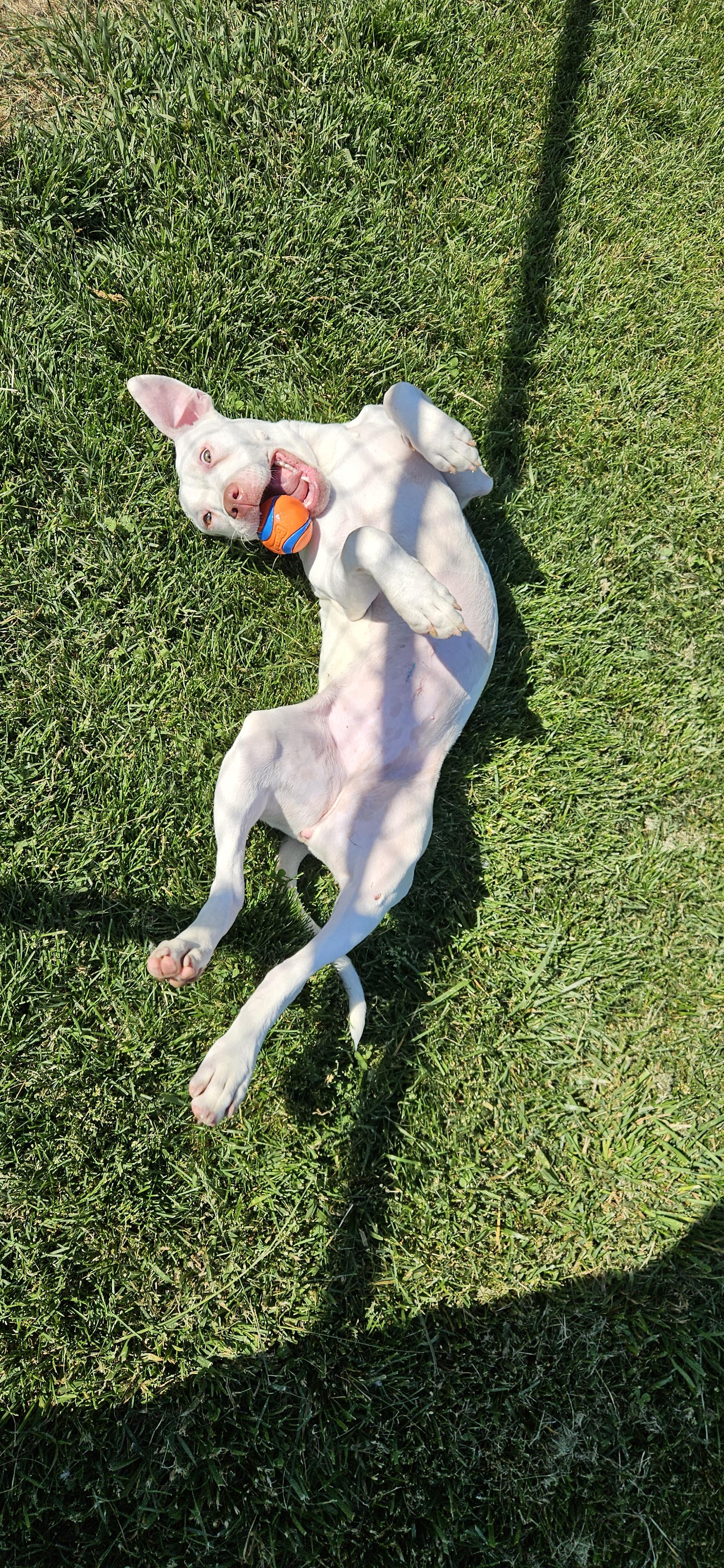 Karma, a ADOPTABLE mixed breed in Benton Harbor, MI image 3/5
