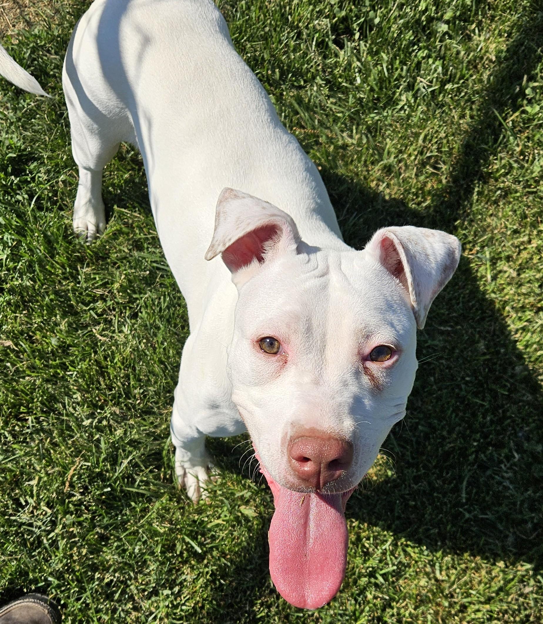 Karma, a ADOPTABLE mixed breed in Benton Harbor, MI image 4/5