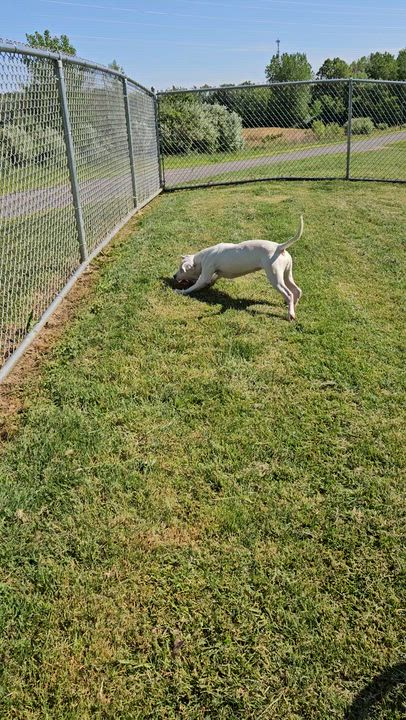 Enlarge Karma, a ADOPTABLE mixed breed in Benton Harbor, MI video 5/5
