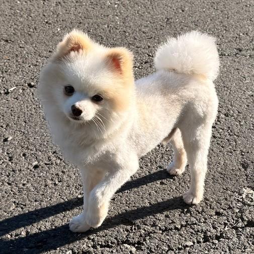 Enlarge Butters, an adopted Pomeranian in Santa Rosa, CA image 5/5