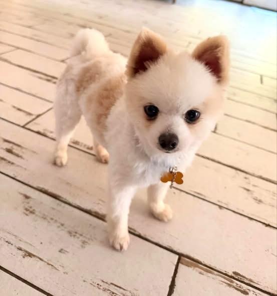 Enlarge Butters, an adopted Pomeranian in Santa Rosa, CA image 3/5