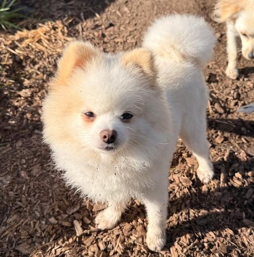 Enlarge Butters, an adopted Pomeranian in Santa Rosa, CA image 4/5