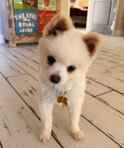 Butters, adopted, Adult Male Pomeranian.