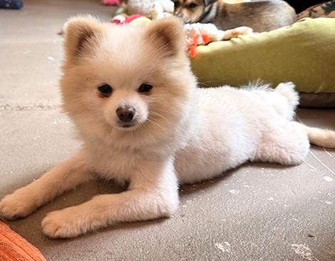 Enlarge Butters, an adopted Pomeranian in Santa Rosa, CA image 2/5