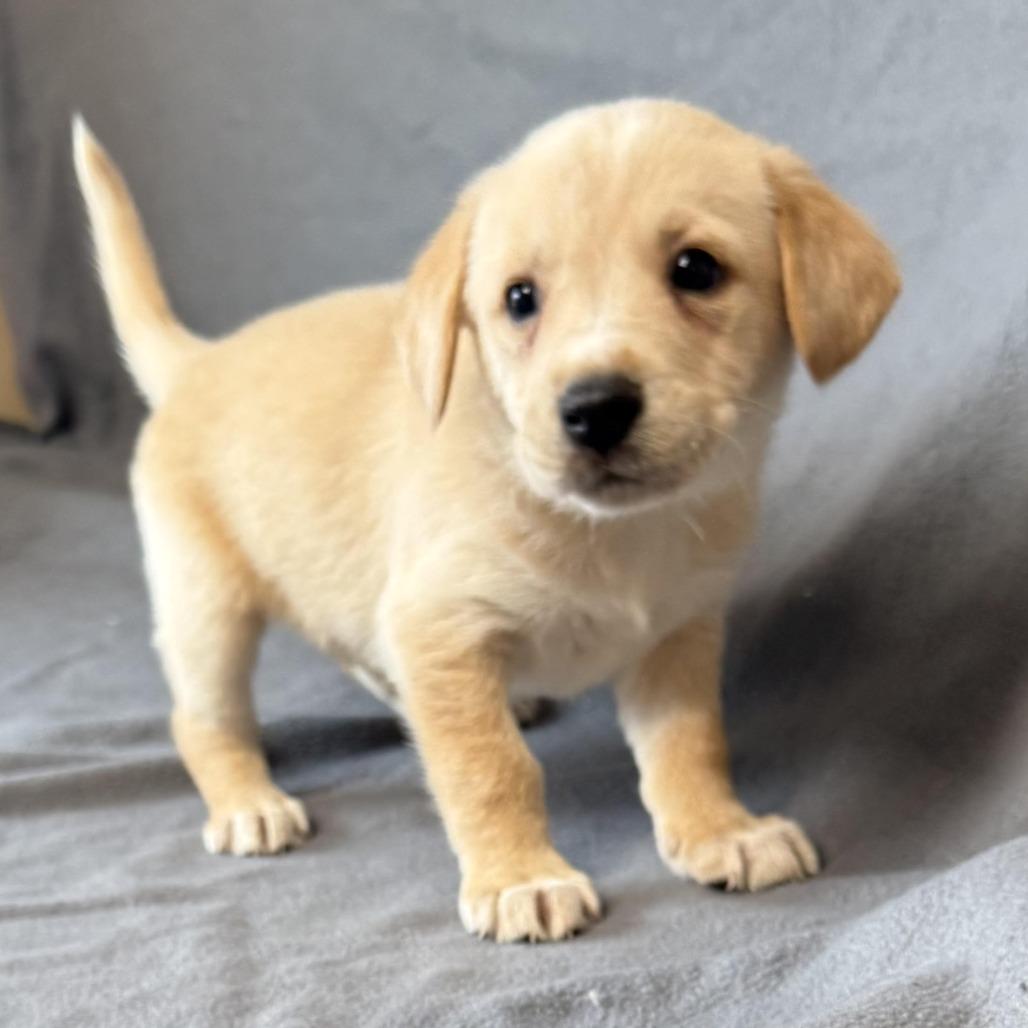 Enlarge D26-011, a Adoptable mixed breed in Elbow Lake, MN image 1/1