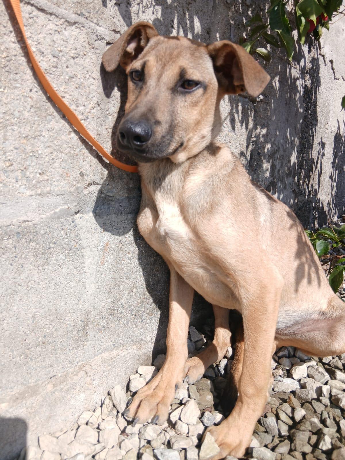 Enlarge Rex, a Adoptable mixed breed in Los Angeles, CA image 3/4