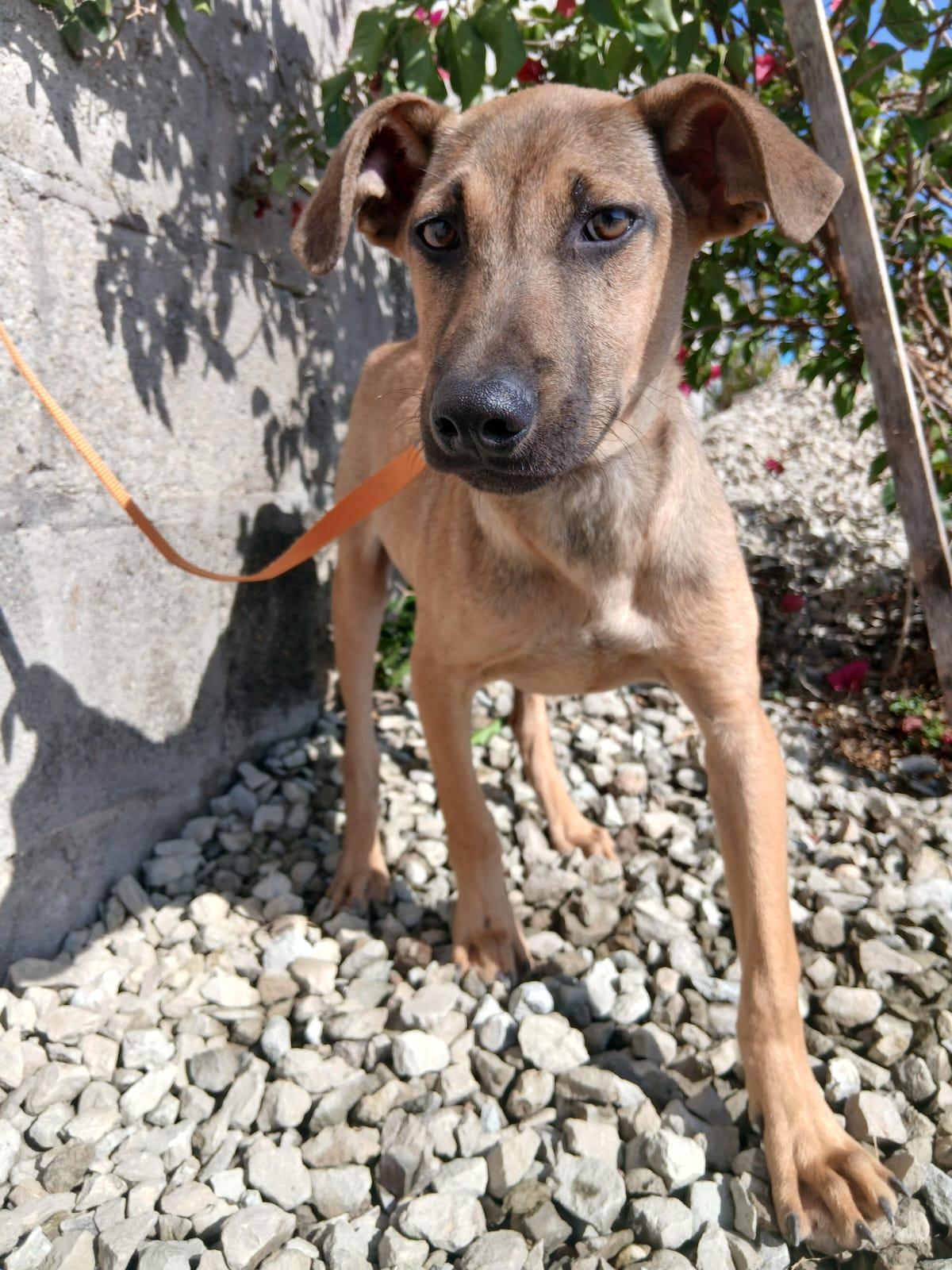 Enlarge Rex, a Adoptable mixed breed in Los Angeles, CA image 4/4