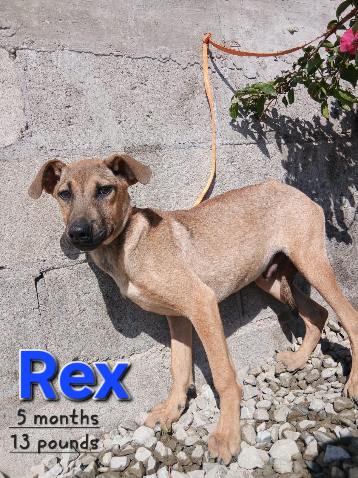 Enlarge Rex, a Adoptable mixed breed in Los Angeles, CA image 1/4