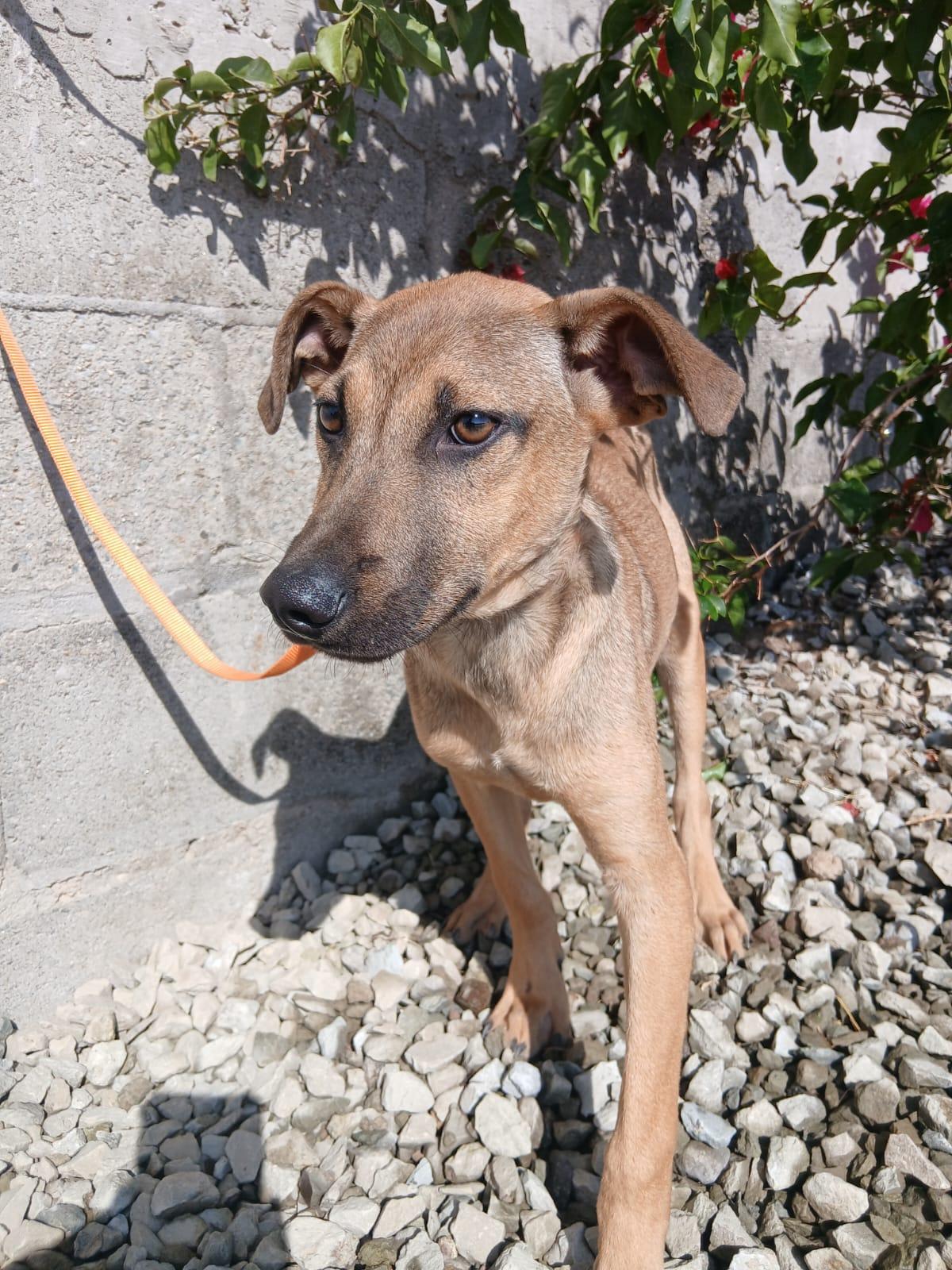 Enlarge Rex, a Adoptable mixed breed in Los Angeles, CA image 2/4