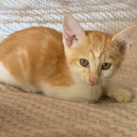 Autumn, Adoptable, Adult Female Domestic Short Hair.