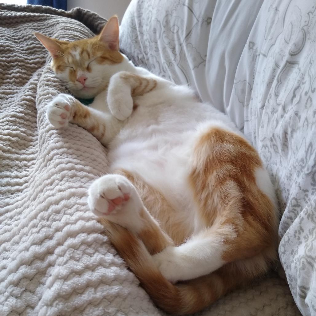 Enlarge Autumn, a Adoptable Domestic Short Hair in Katy, TX image 2/4