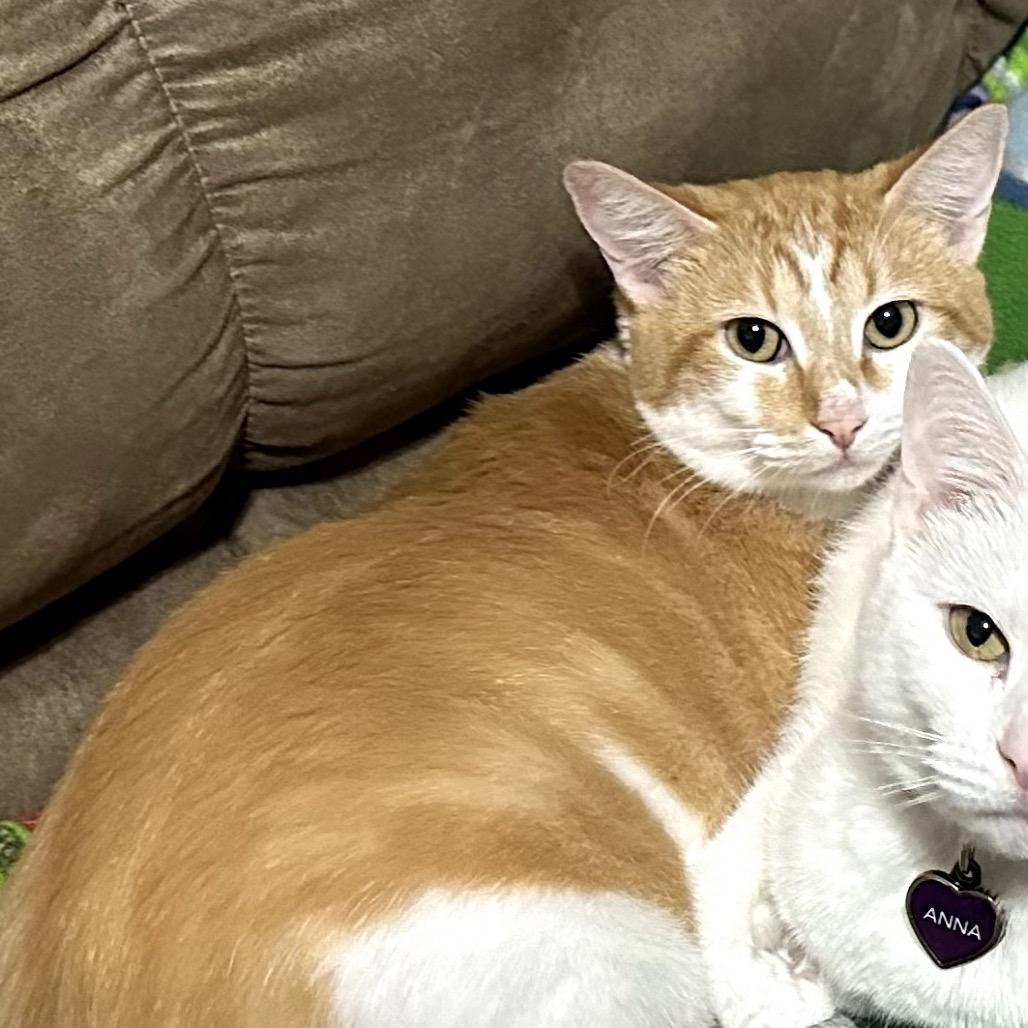 Enlarge Autumn, a Adoptable Domestic Short Hair in Katy, TX image 3/4