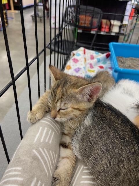 Suki, adopted, Kitten Female Tabby & Calico.
