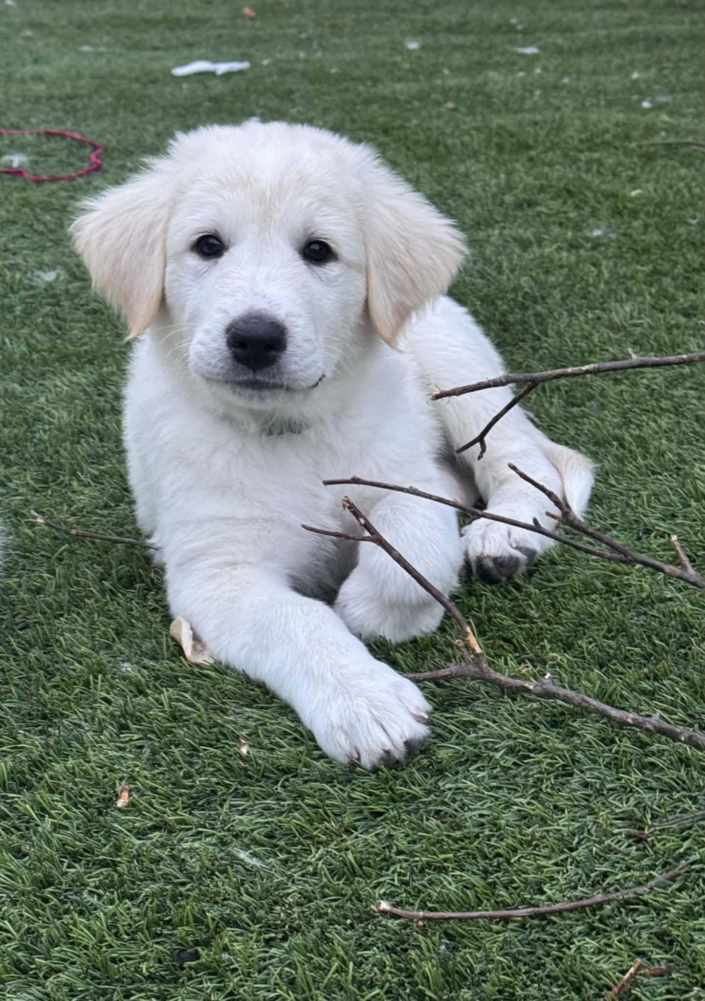 Gregory, Adoptable, Young Male Great Pyrenees & Akbash.
