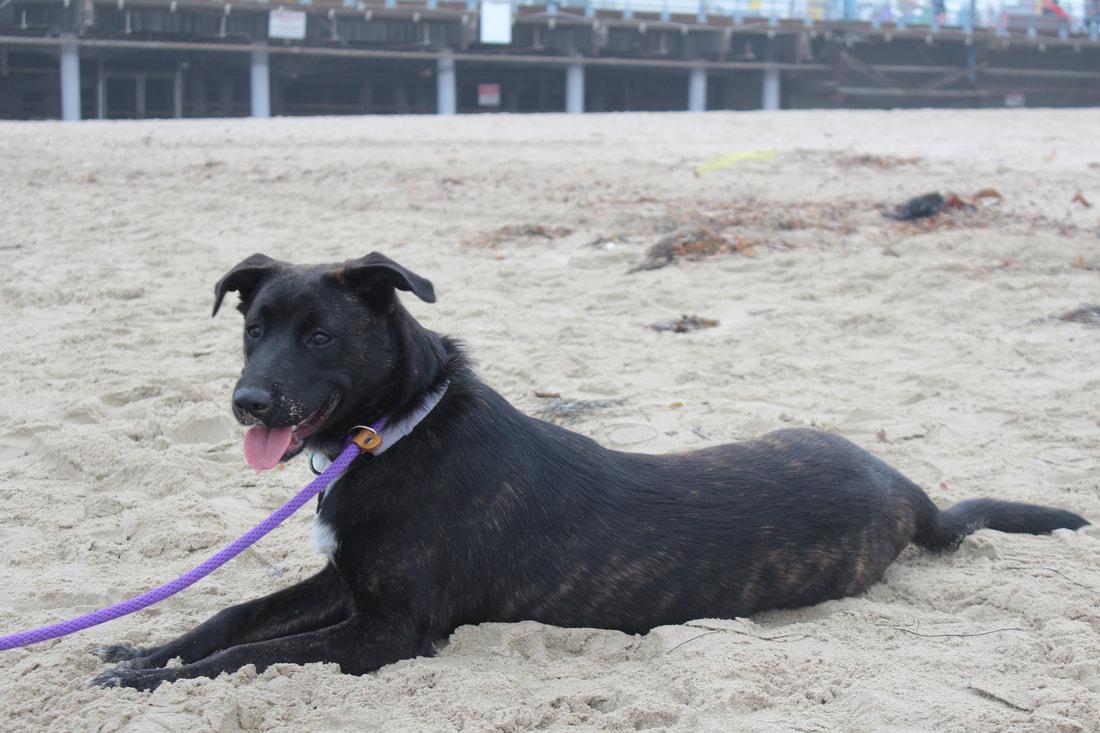 Enlarge Star, a Adoptable mixed breed in Helena, MT image 3/6