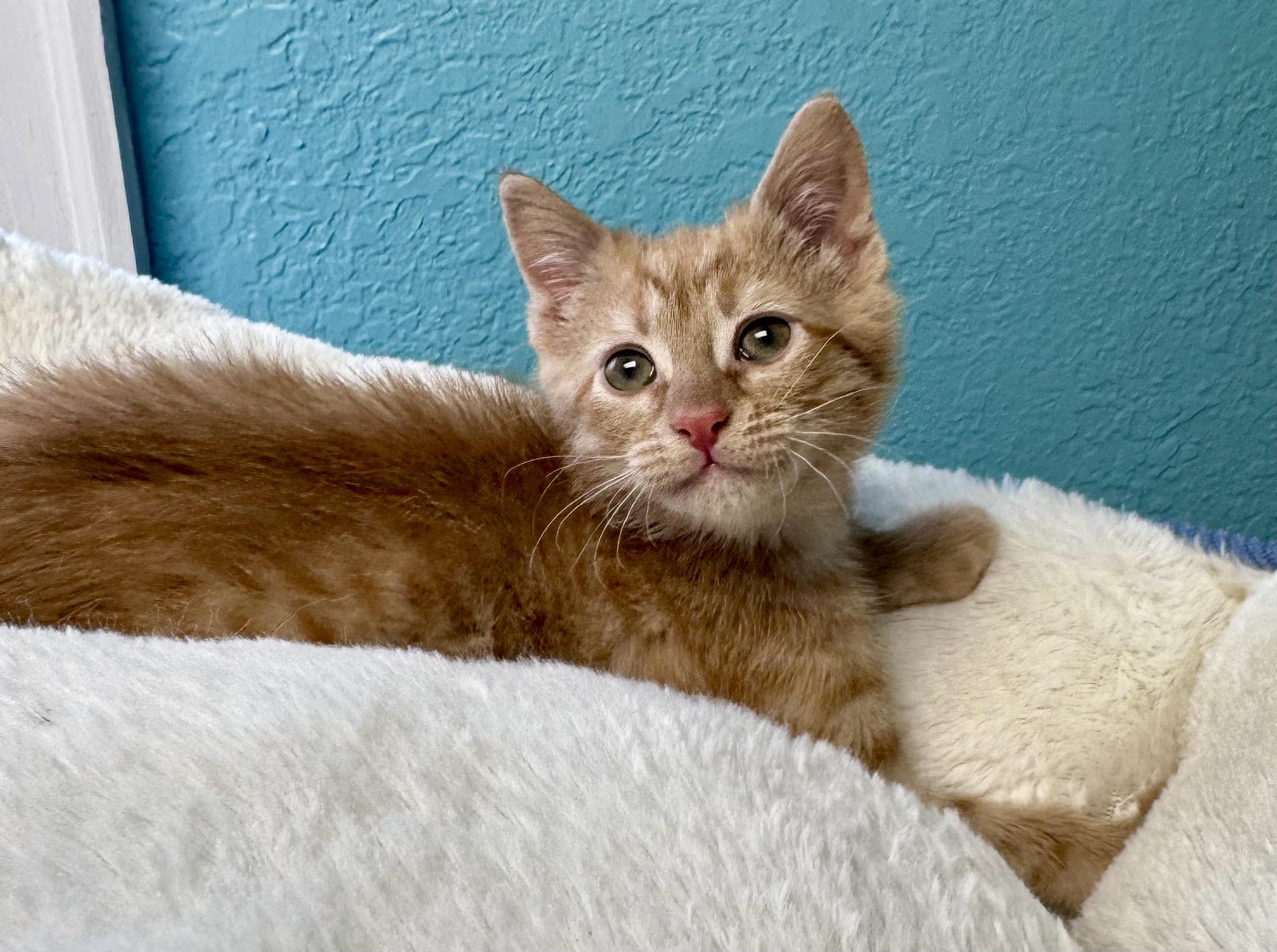 Duncan & Bailey Orange Tabby Male & Female, a ADOPTABLE Domestic Short Hair in Monroe, NC image 6/6