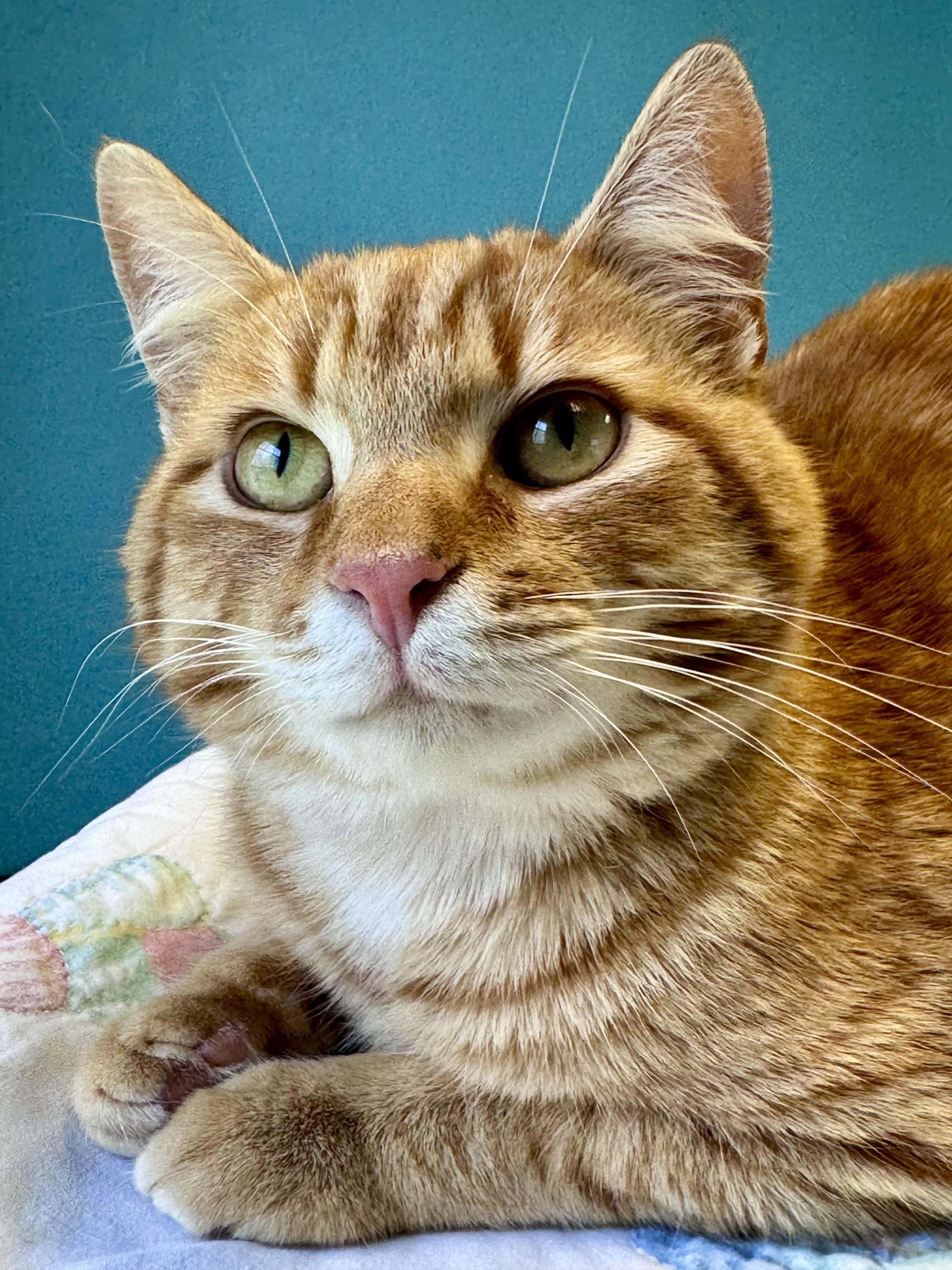 Duncan Orange Tabby Male, a ADOPTABLE Domestic Short Hair in Monroe, NC image 2/4