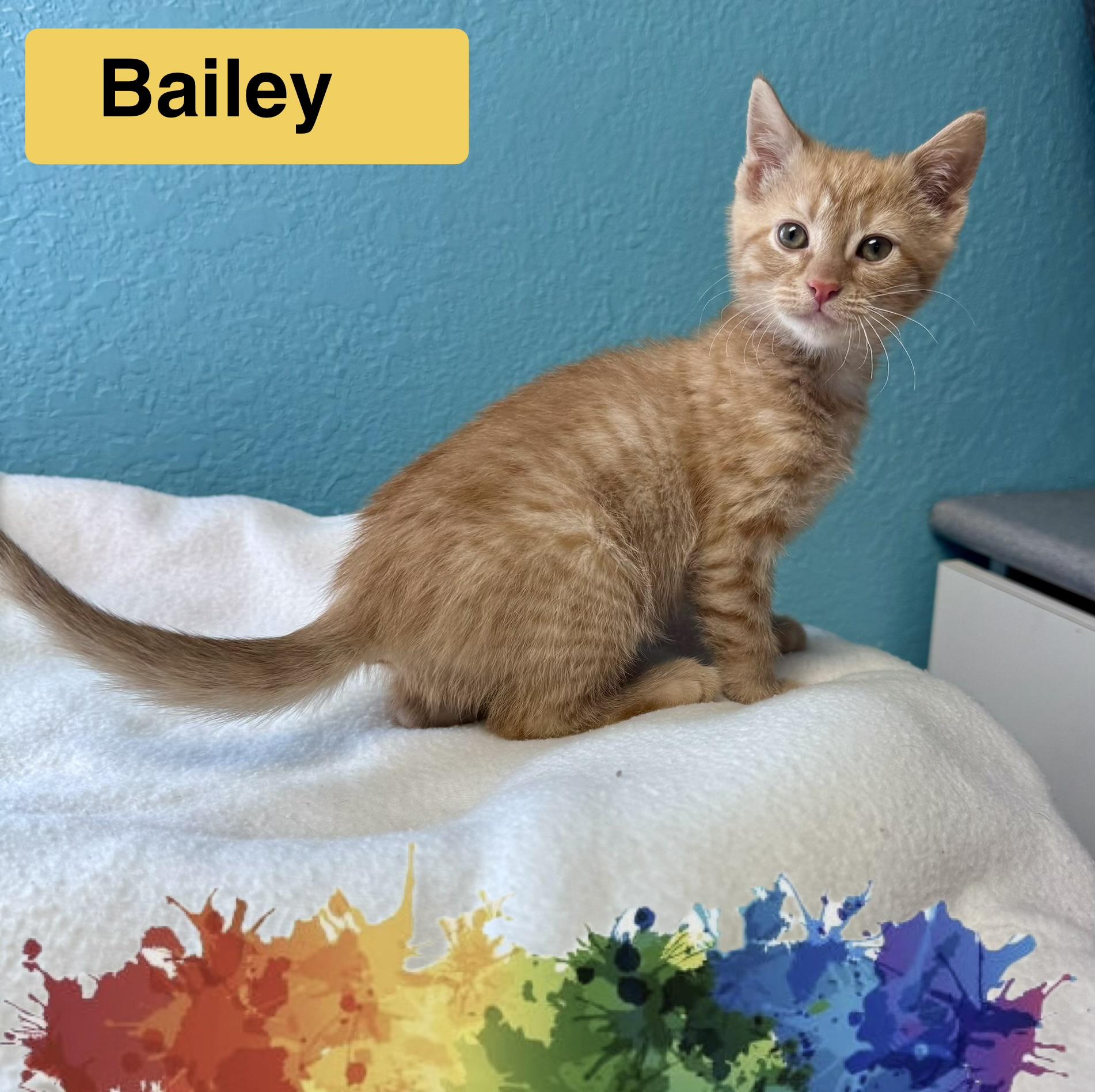 Duncan & Bailey Orange Tabby Male & Female, a ADOPTABLE Domestic Short Hair in Monroe, NC image 3/6
