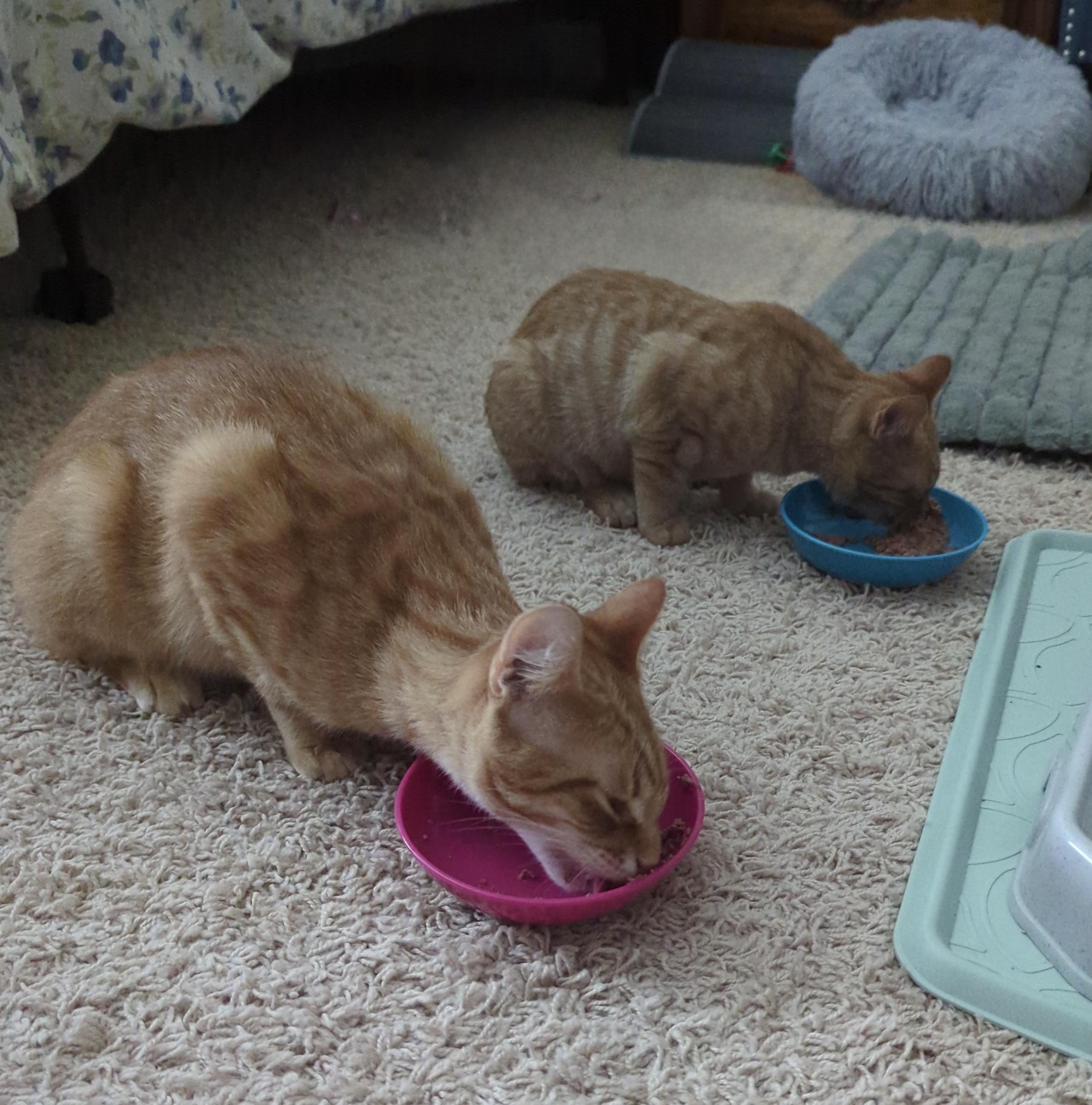 Duncan & Bailey Orange Tabby Male & Female, a ADOPTABLE Domestic Short Hair in Monroe, NC image 1/6