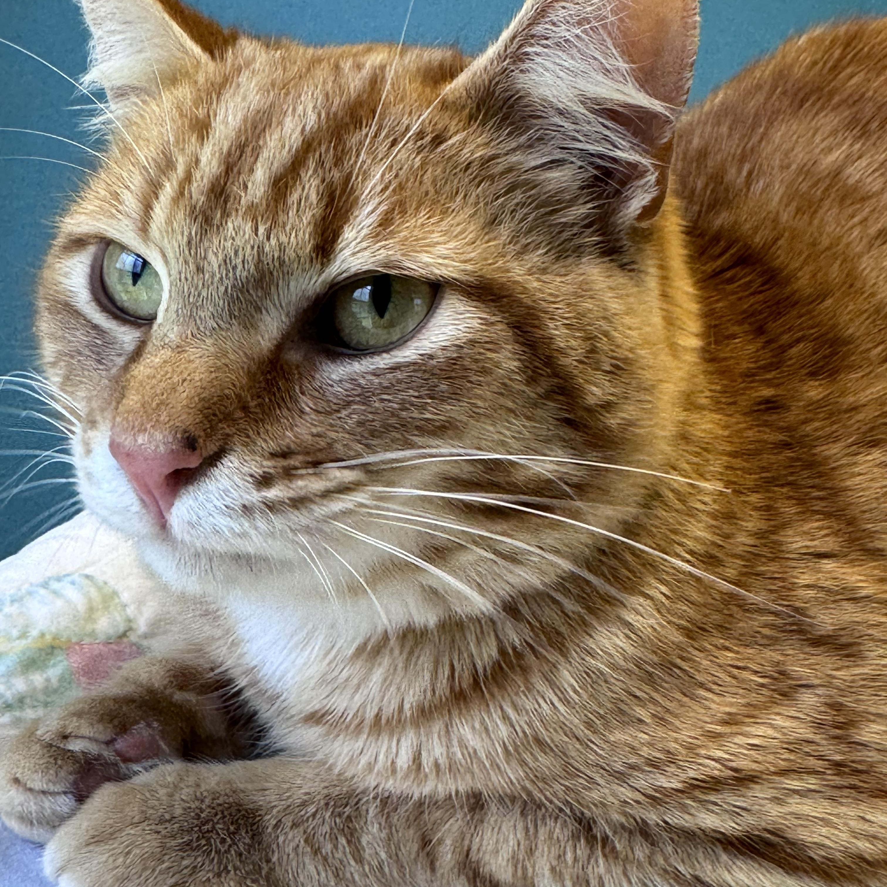 Duncan Orange Tabby Male, a ADOPTABLE Domestic Short Hair in Monroe, NC image 4/4
