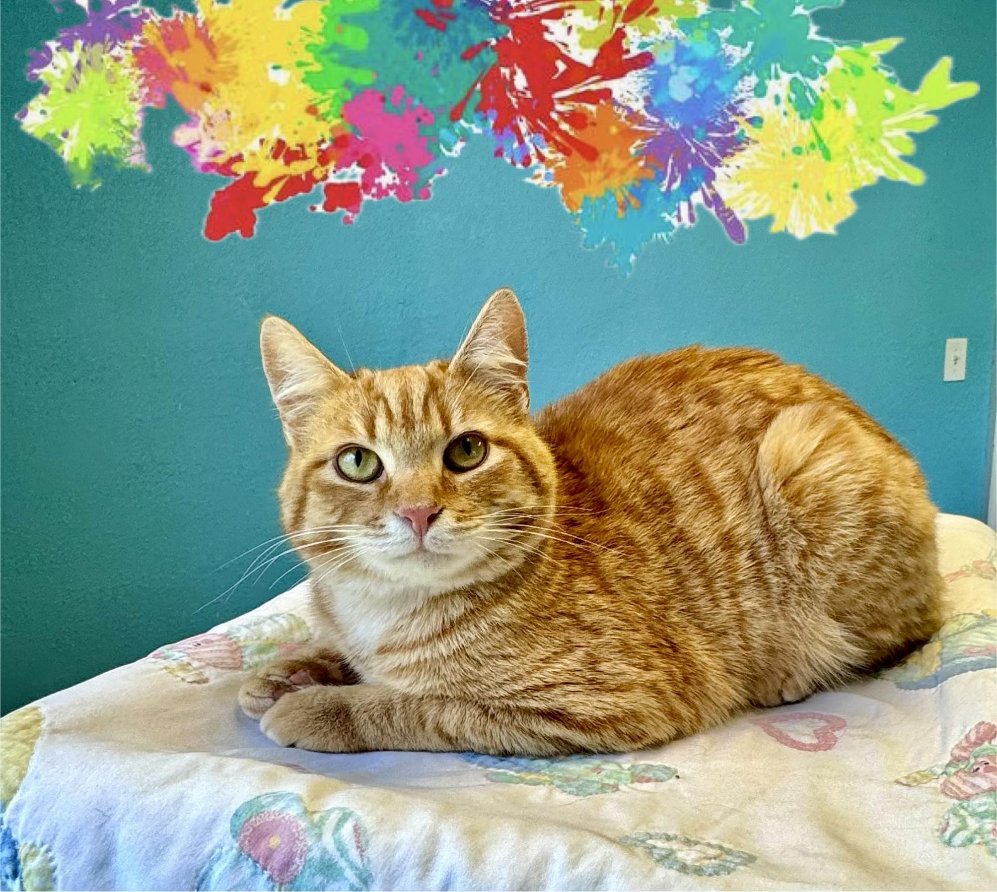 Duncan Orange Tabby Male, a ADOPTABLE Domestic Short Hair in Monroe, NC image 1/4