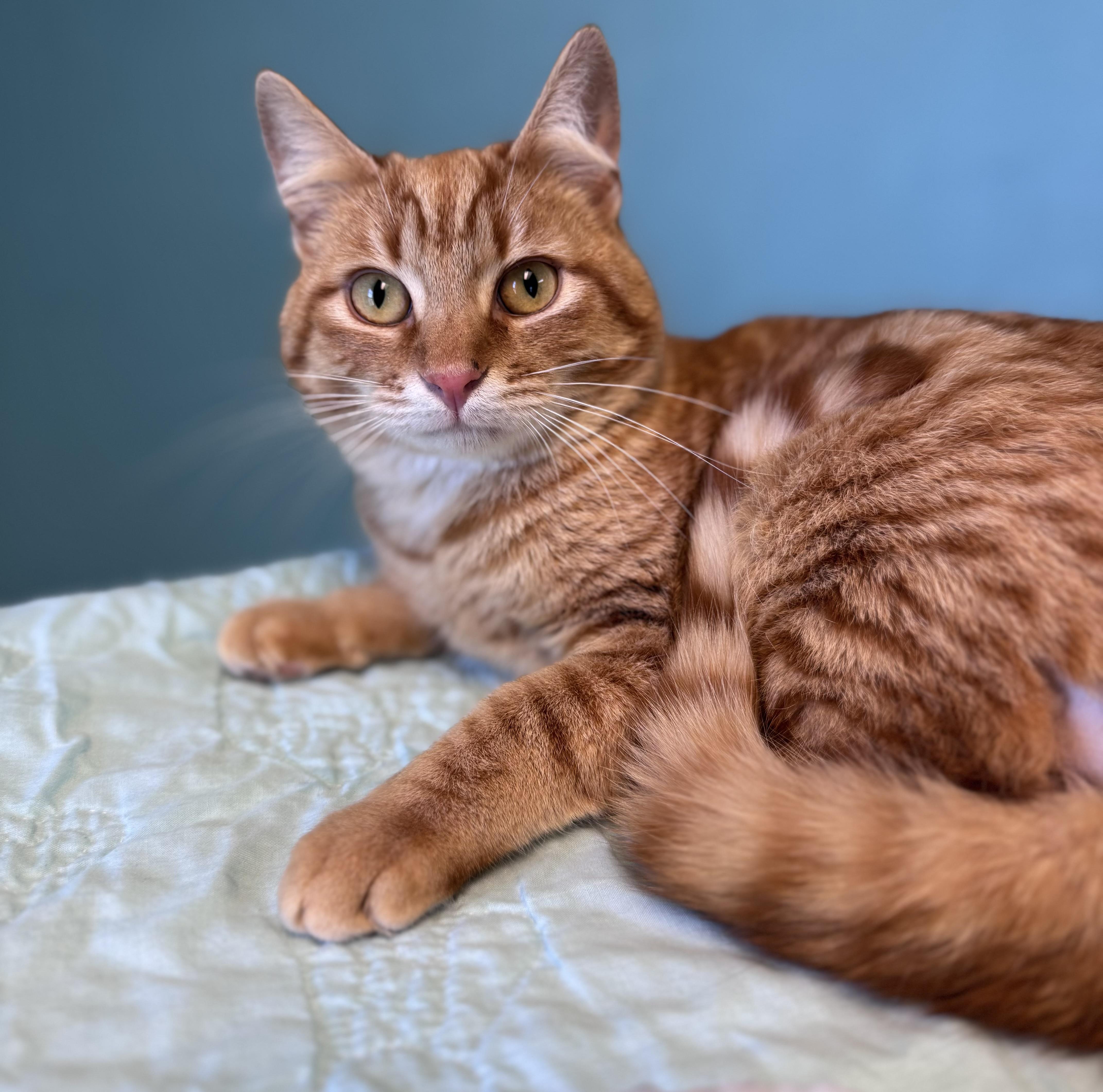 Duncan Orange Tabby Male, a ADOPTABLE Domestic Short Hair in Monroe, NC image 3/4