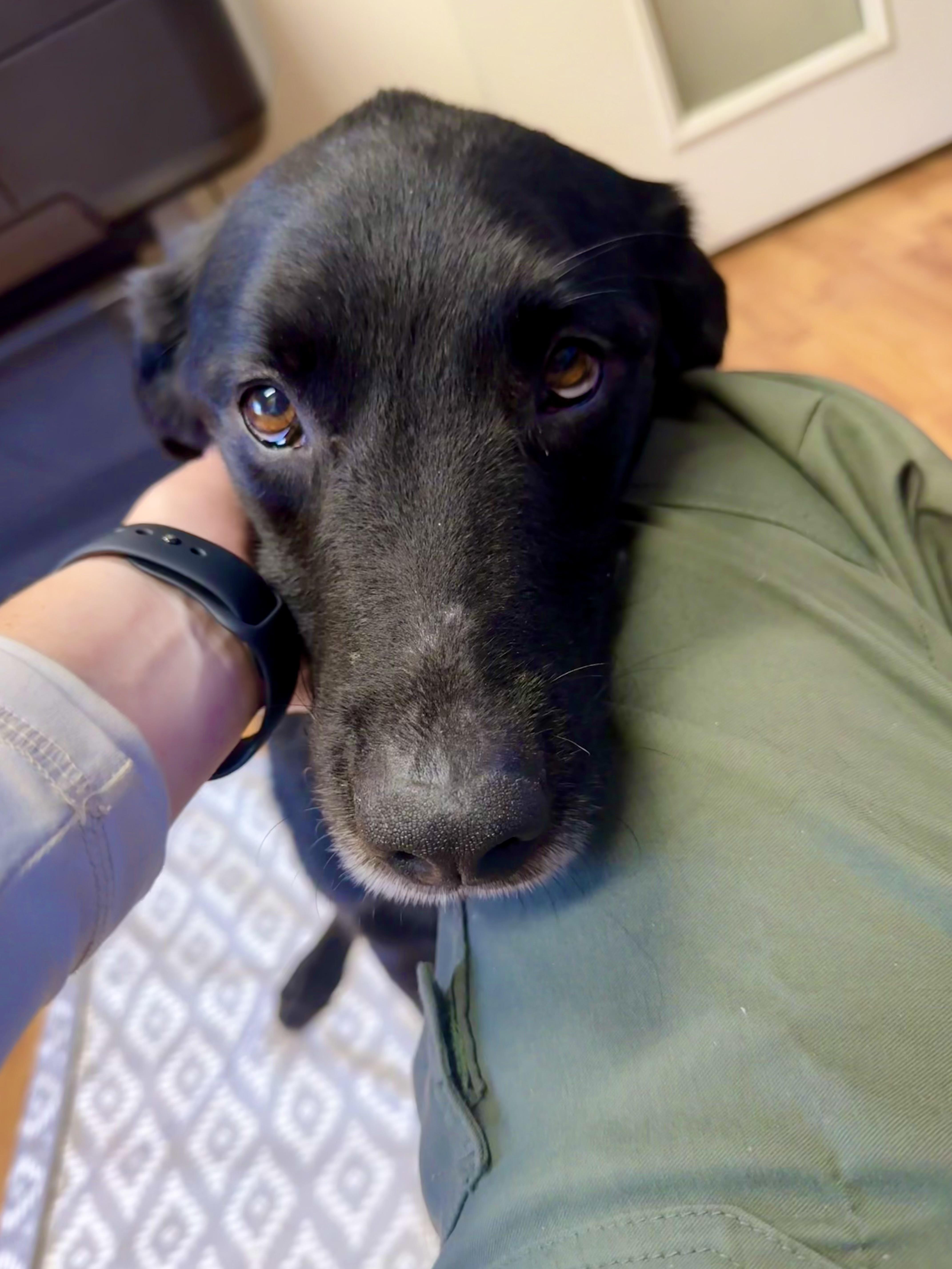 Enlarge MITCH, a ADOPTABLE mixed breed in Joshua Tree, CA image 1/1