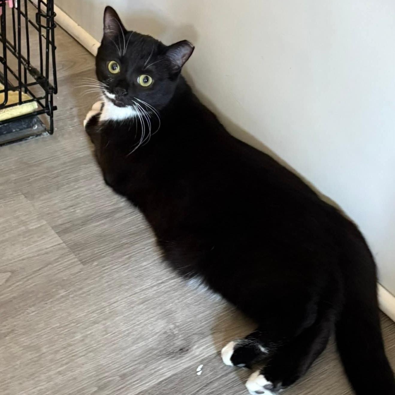 Willow, a Adoptable mixed breed in South Park, PA image 4/5