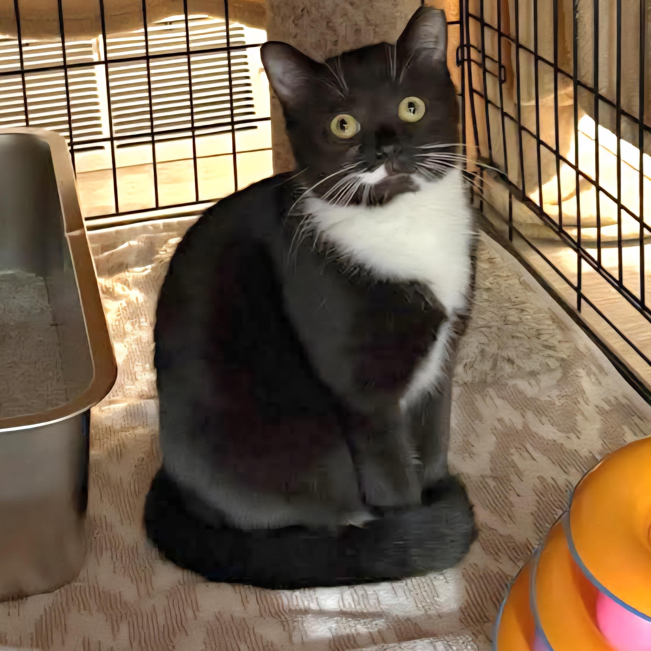 Willow, a Adoptable mixed breed in South Park, PA image 3/5