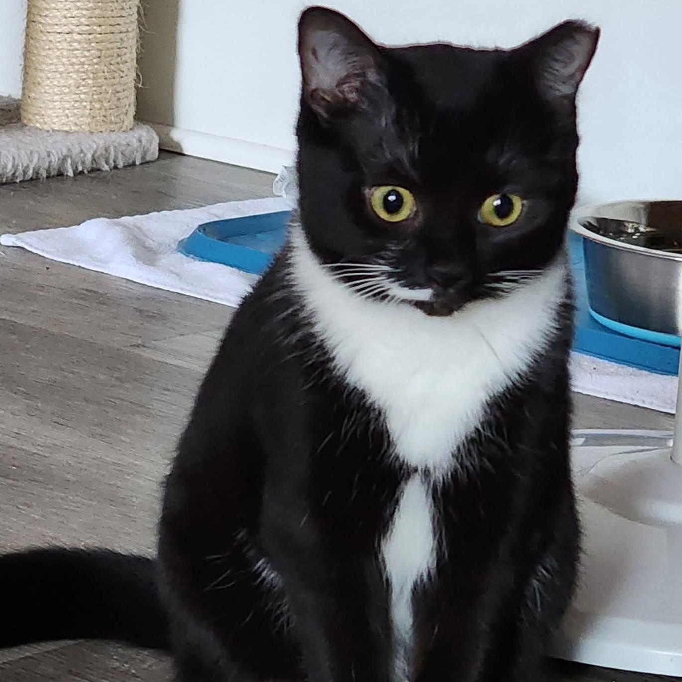 Willow, a Adoptable mixed breed in South Park, PA image 5/5