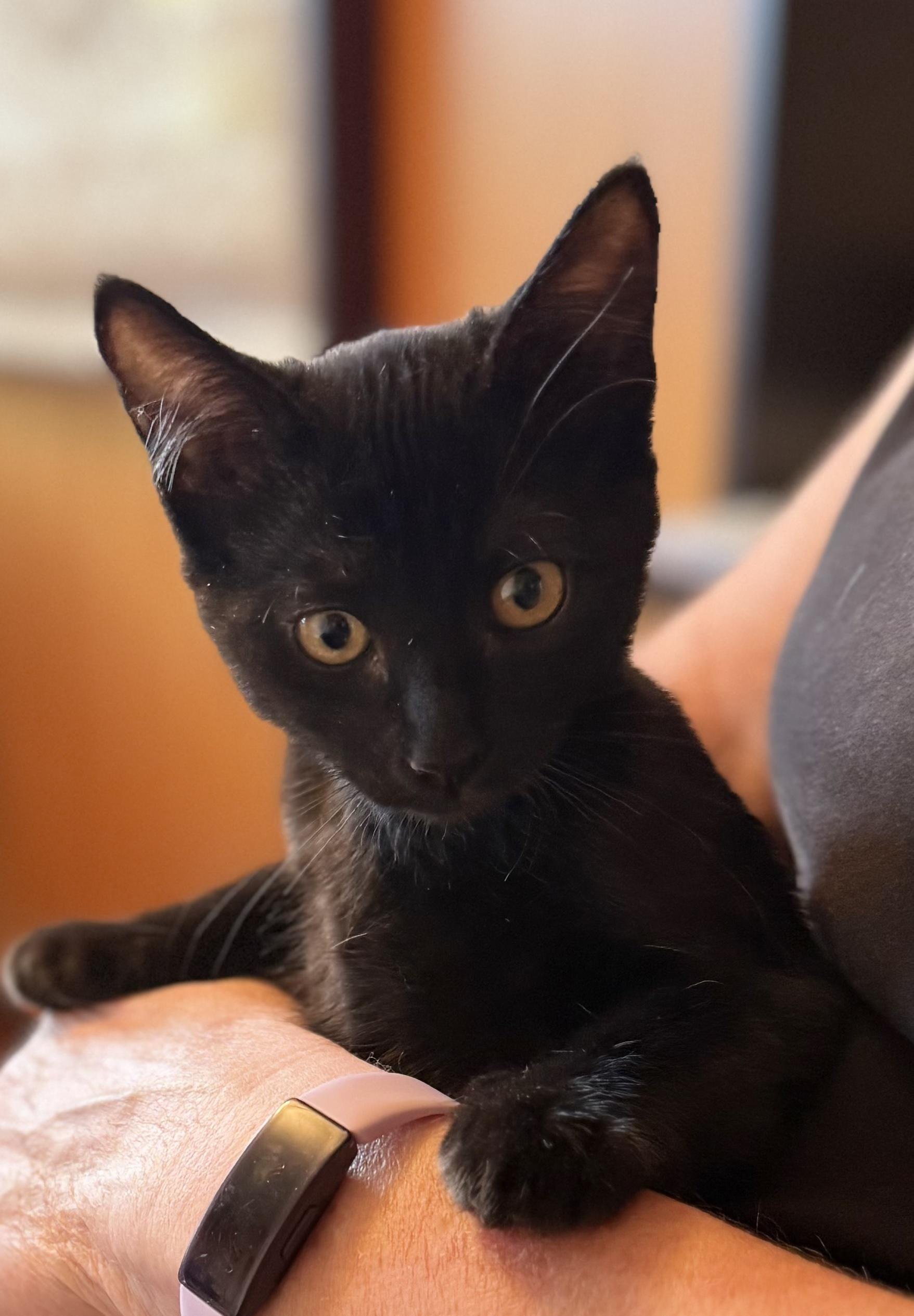 Enlarge Umber, a Adopted Domestic Short Hair in Salt Spring Island, BC image 2/4