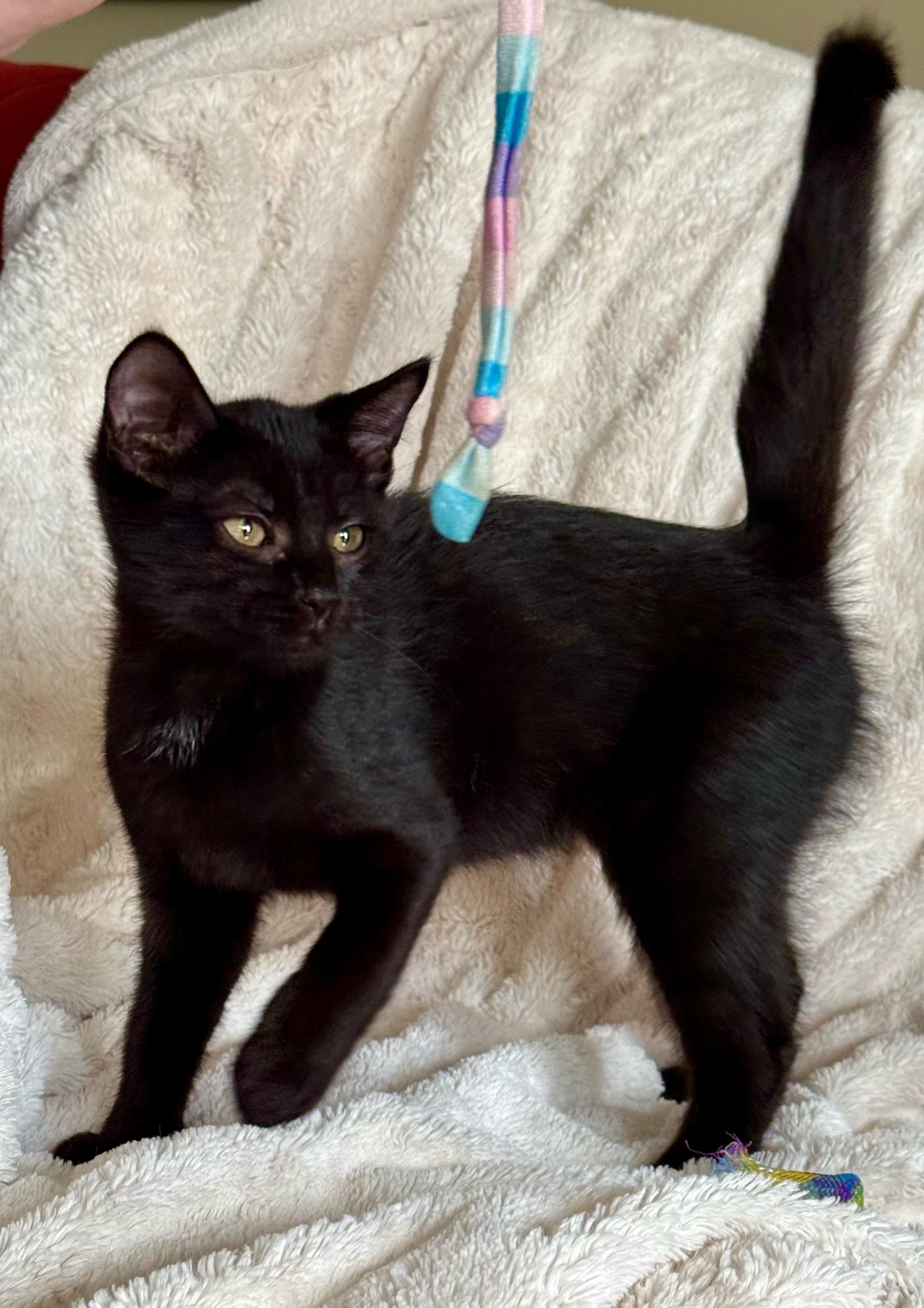 Umber, Adopted, Kitten Male Domestic Short Hair.