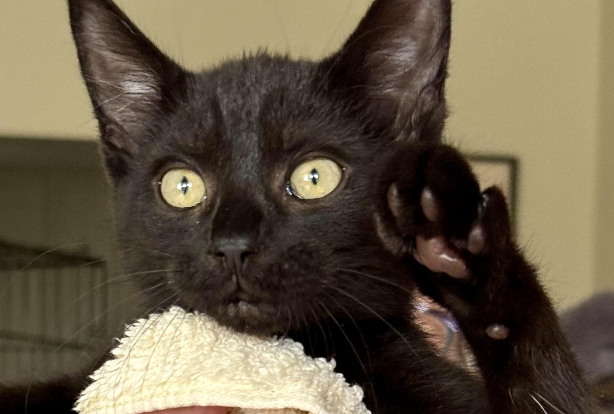 Enlarge Umber, a Adopted Domestic Short Hair in Salt Spring Island, BC image 3/4