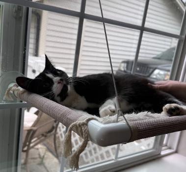 Enlarge Panda, a ADOPTABLE Domestic Short Hair in Everett, WA image 6/6