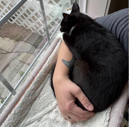 Enlarge Panda, a ADOPTABLE Domestic Short Hair in Everett, WA image 5/6