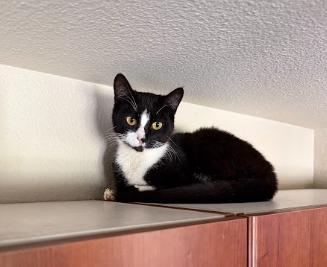 Enlarge Panda, a ADOPTABLE Domestic Short Hair in Everett, WA image 2/6