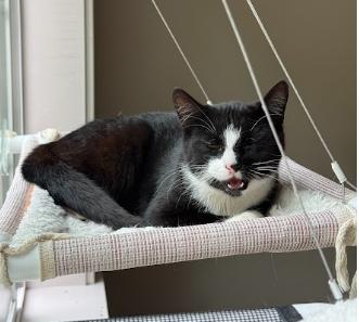 Enlarge Panda, a ADOPTABLE Domestic Short Hair in Everett, WA image 4/6