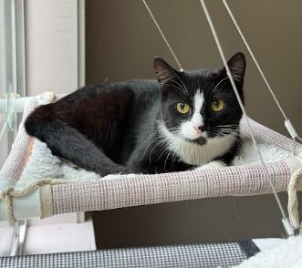 Panda, ADOPTABLE, Young Female Domestic Short Hair.