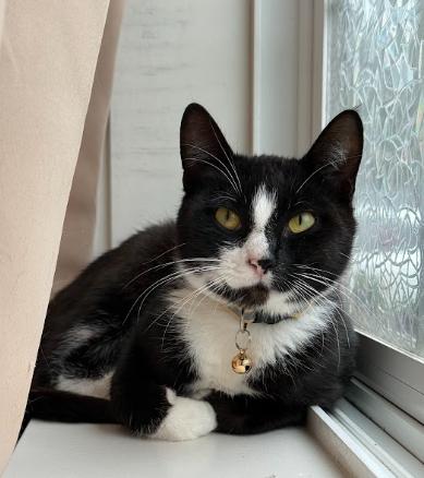 Panda, an adopted Domestic Short Hair in Everett, WA image 3/5