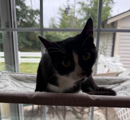 Enlarge Panda, a ADOPTABLE Domestic Short Hair in Everett, WA image 3/6