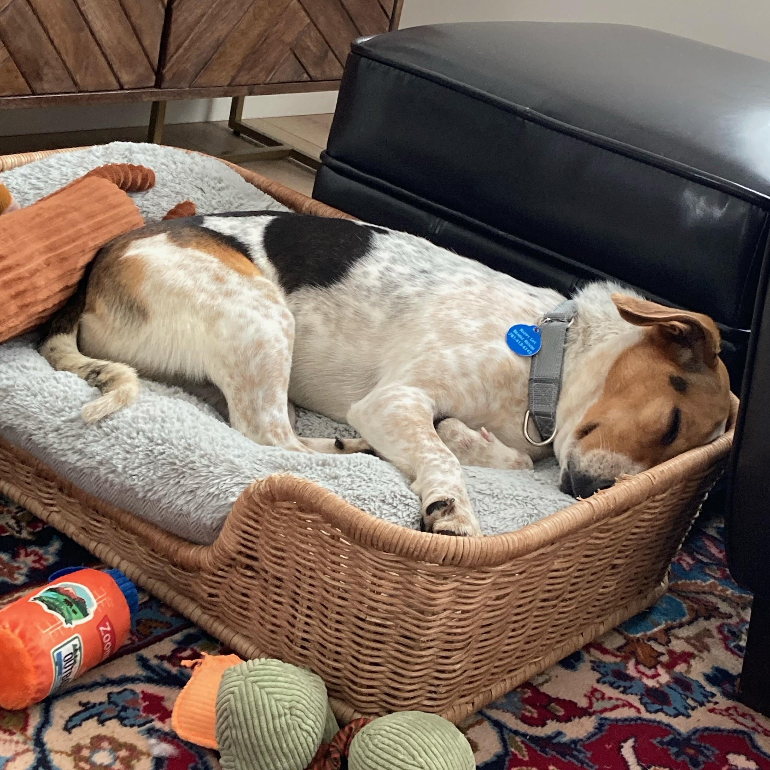 Betsy, an adopted Beagle in Stoughton, MA image 3/6