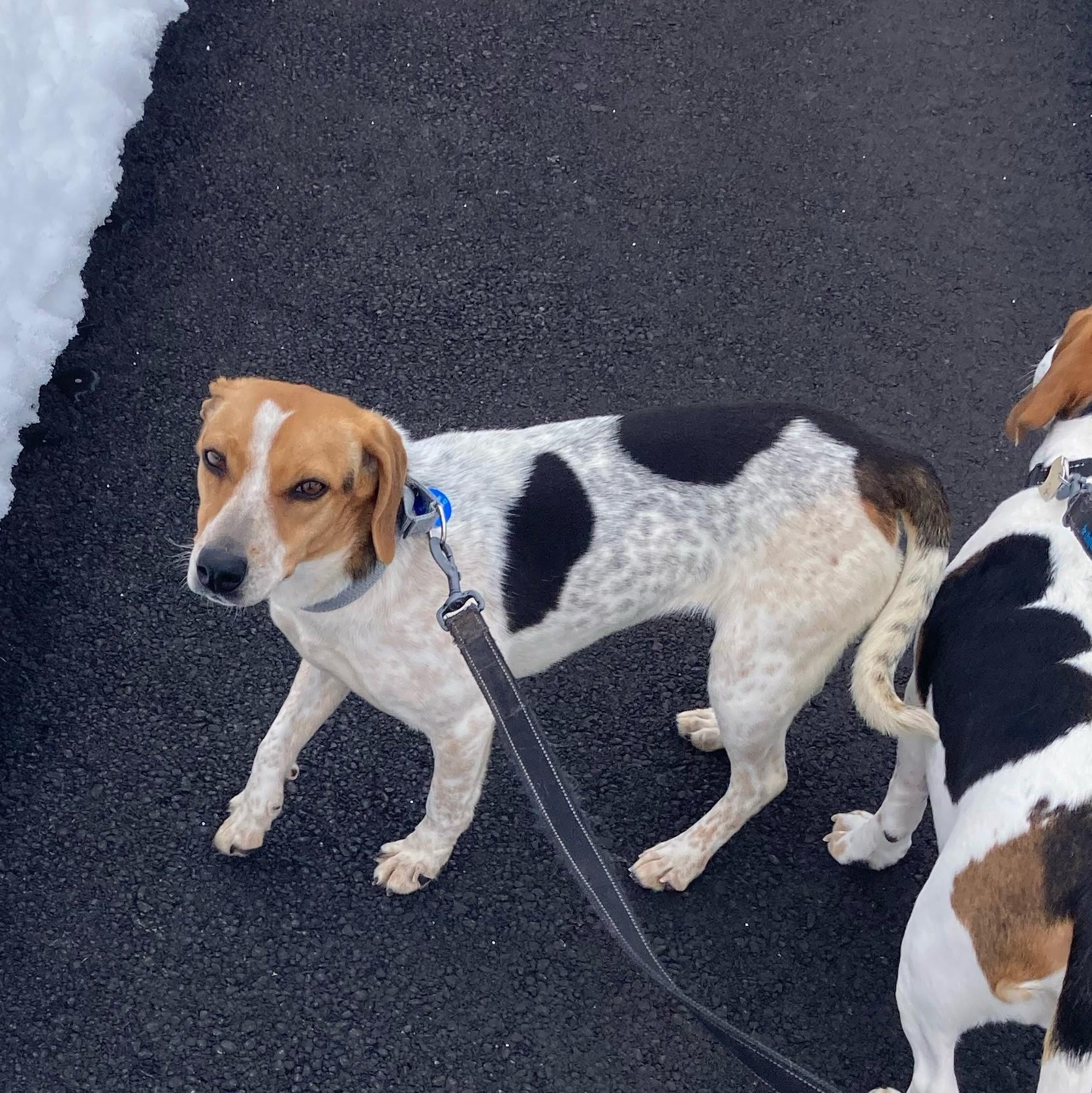 Betsy, an adopted Beagle in Stoughton, MA image 5/6