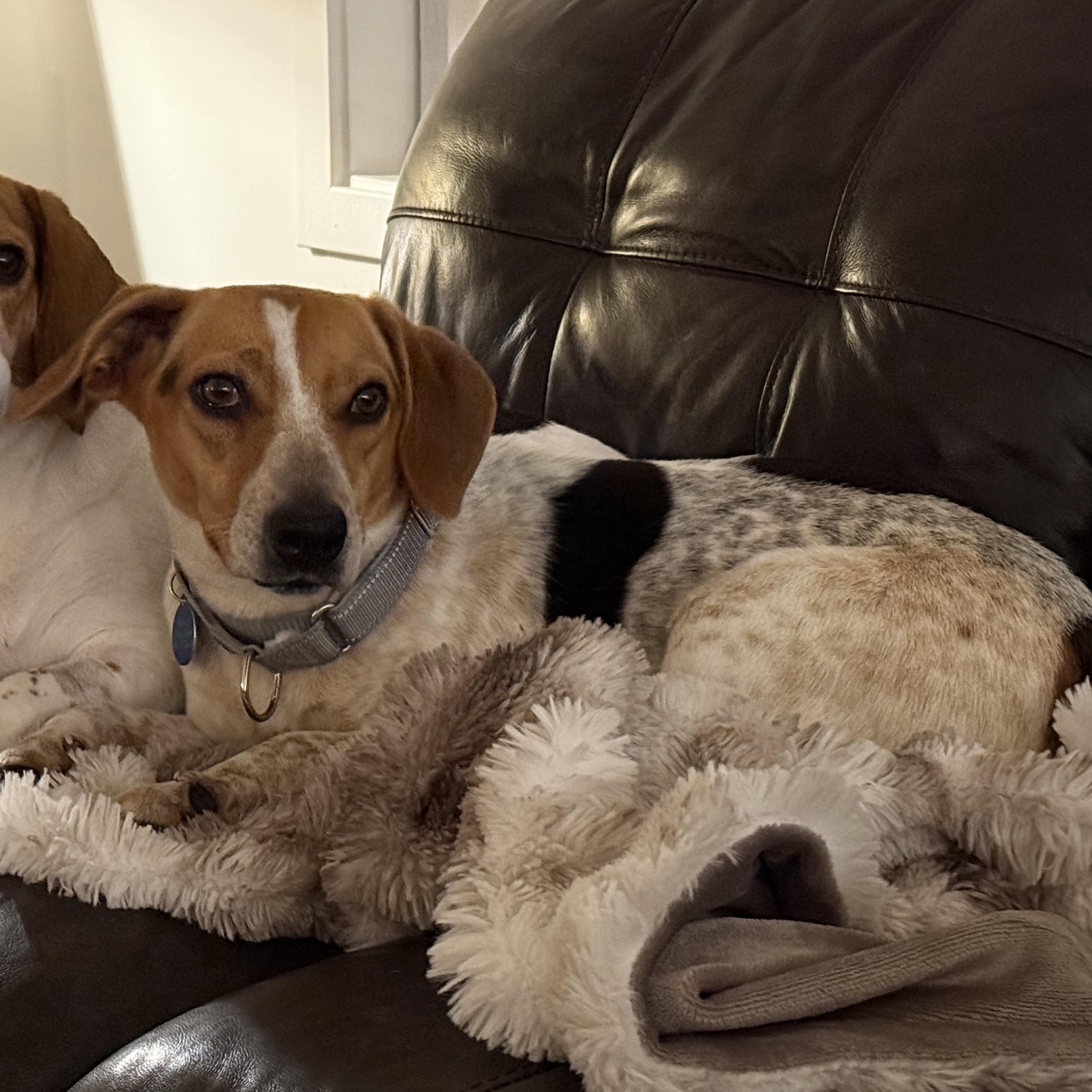 Betsy, an adopted Beagle in Stoughton, MA image 2/6