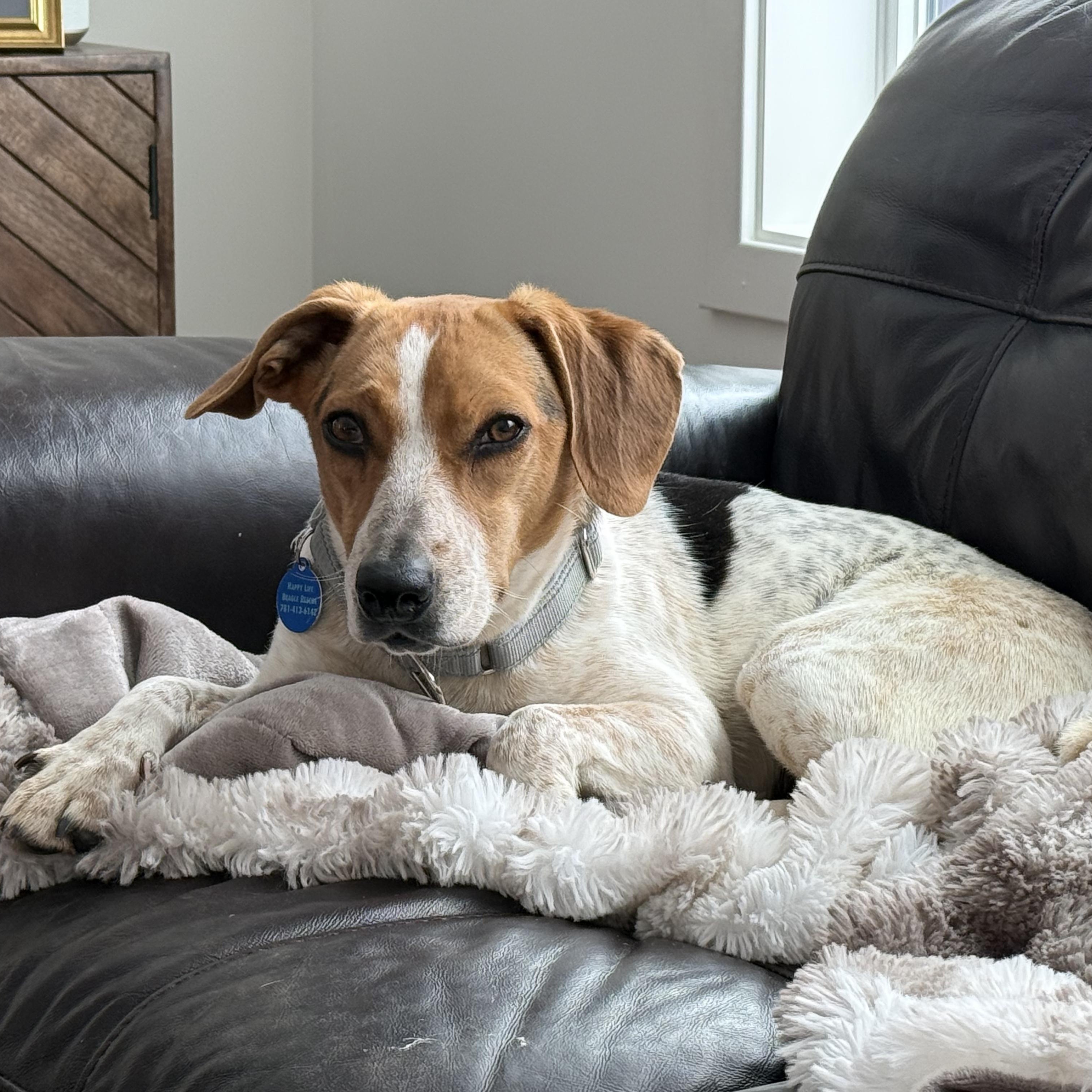 Betsy, an adopted Beagle in Stoughton, MA image 1/6