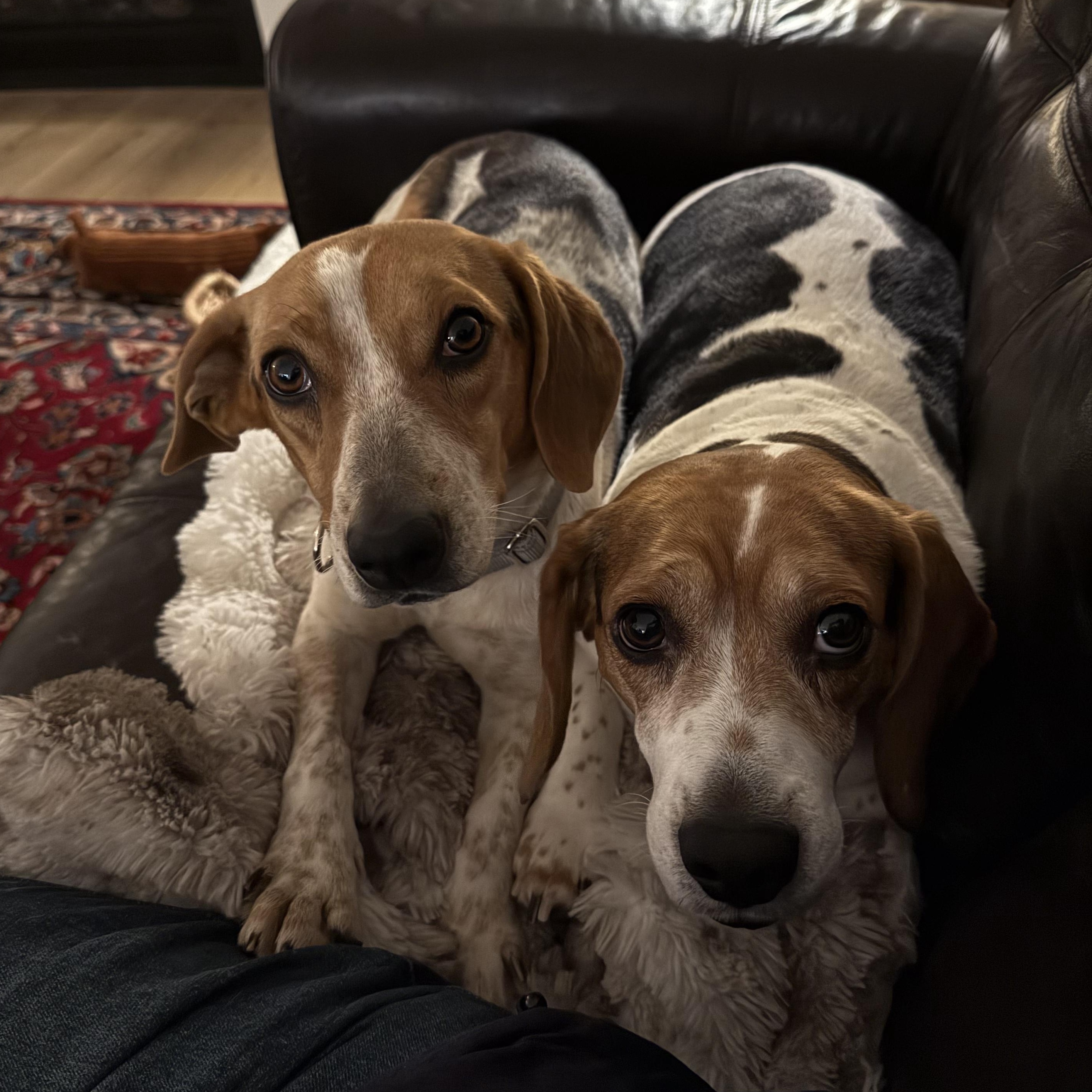 Betsy, an adopted Beagle in Stoughton, MA image 4/6