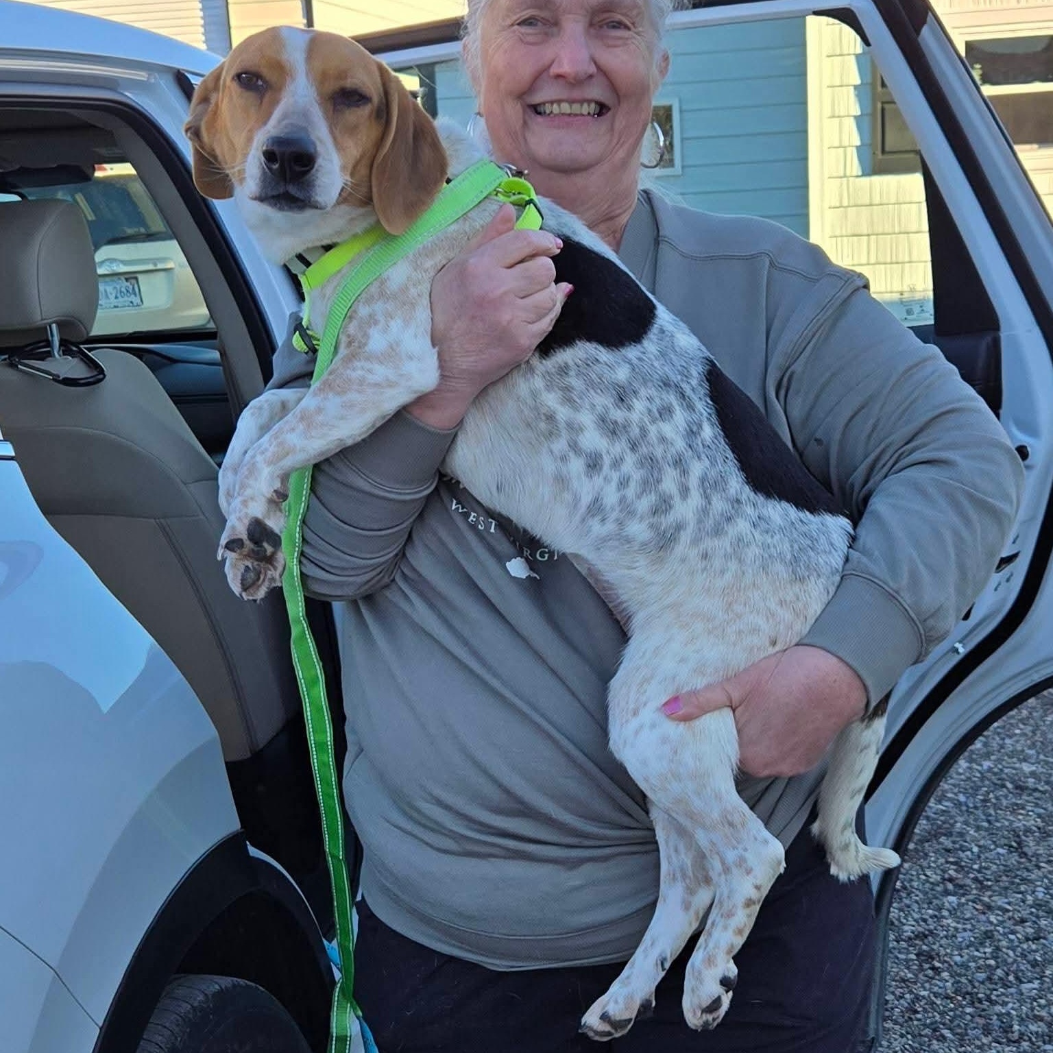 Enlarge Betsy, a ADOPTABLE Beagle in Stoughton, MA image 2/2