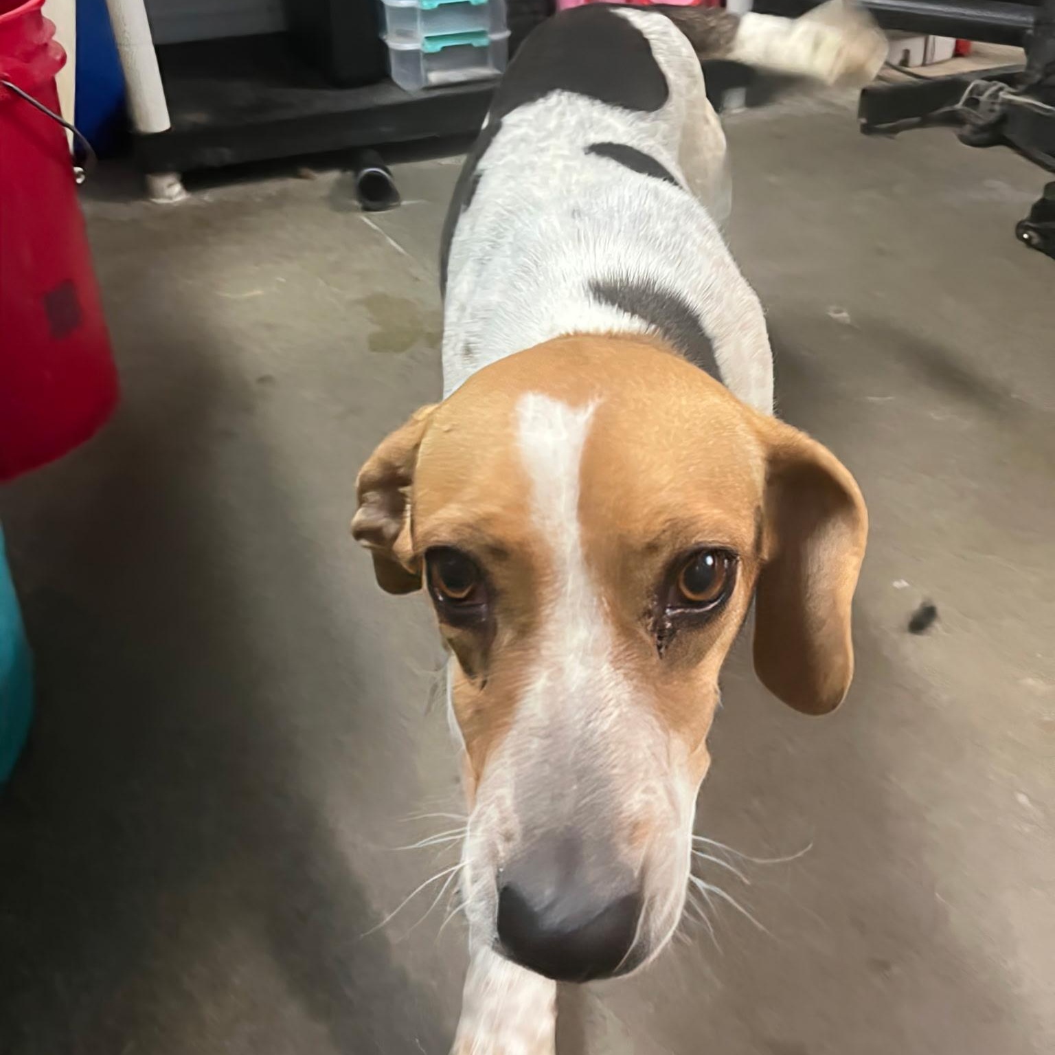 Betsy, a ADOPTABLE Beagle in Stoughton, MA image 4/6