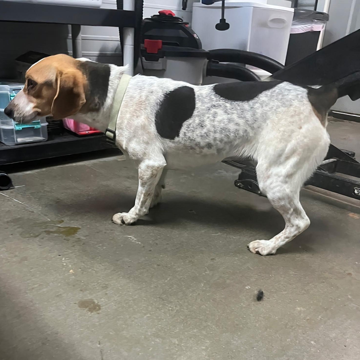 Betsy, a ADOPTABLE Beagle in Stoughton, MA image 5/6