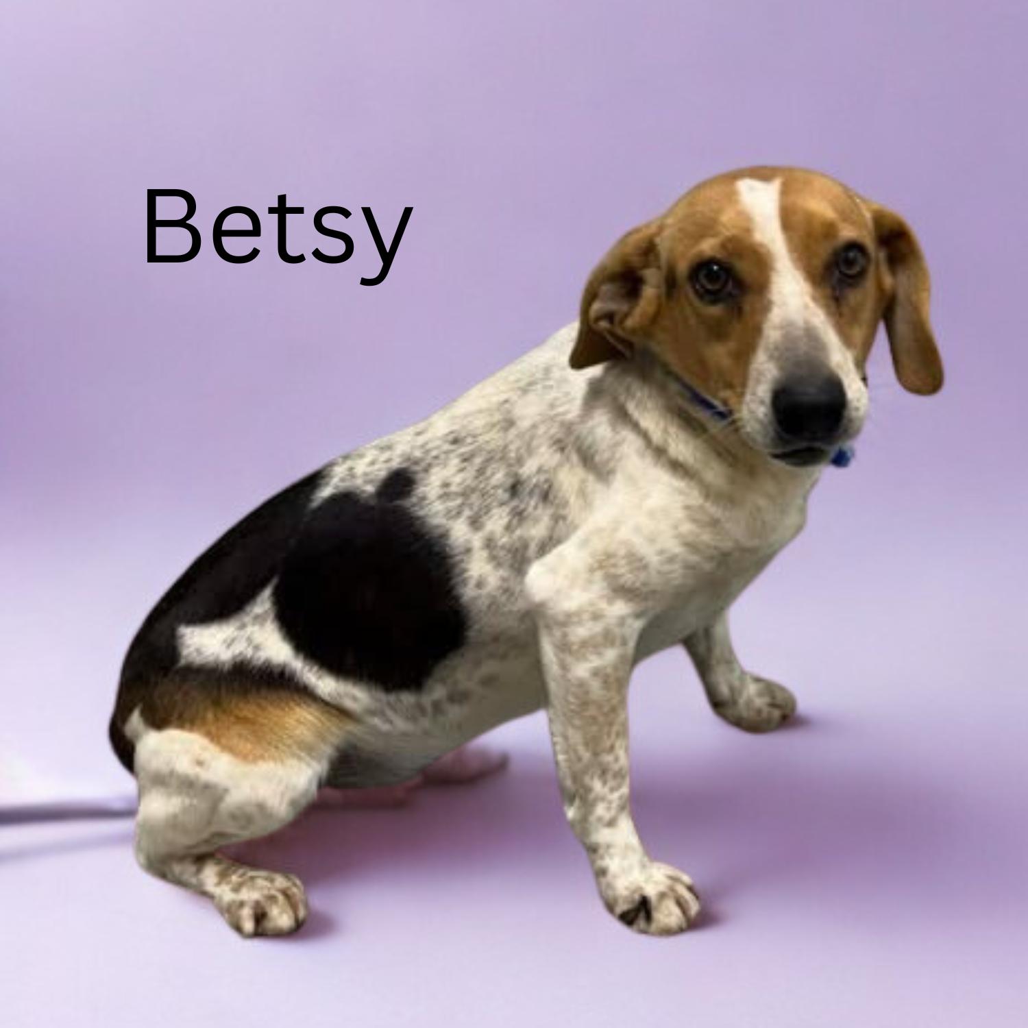 Betsy, ADOPTABLE, Young Female Beagle.