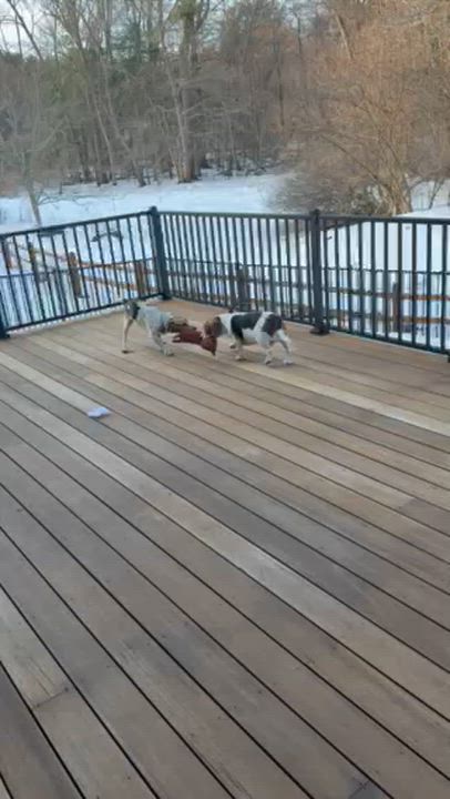 Enlarge Betsy, an adopted Beagle in Stoughton, MA video 6/6